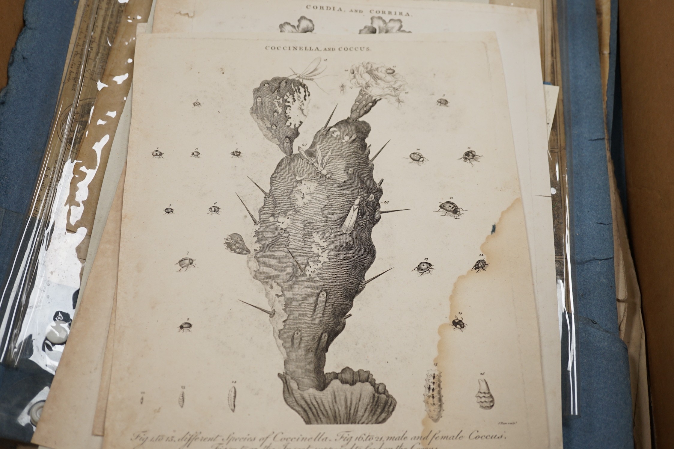 A collection of 18th century and later engravings, various subjects including botany, together with a folio of drawings, mostly art school figure studies from the 1950's
